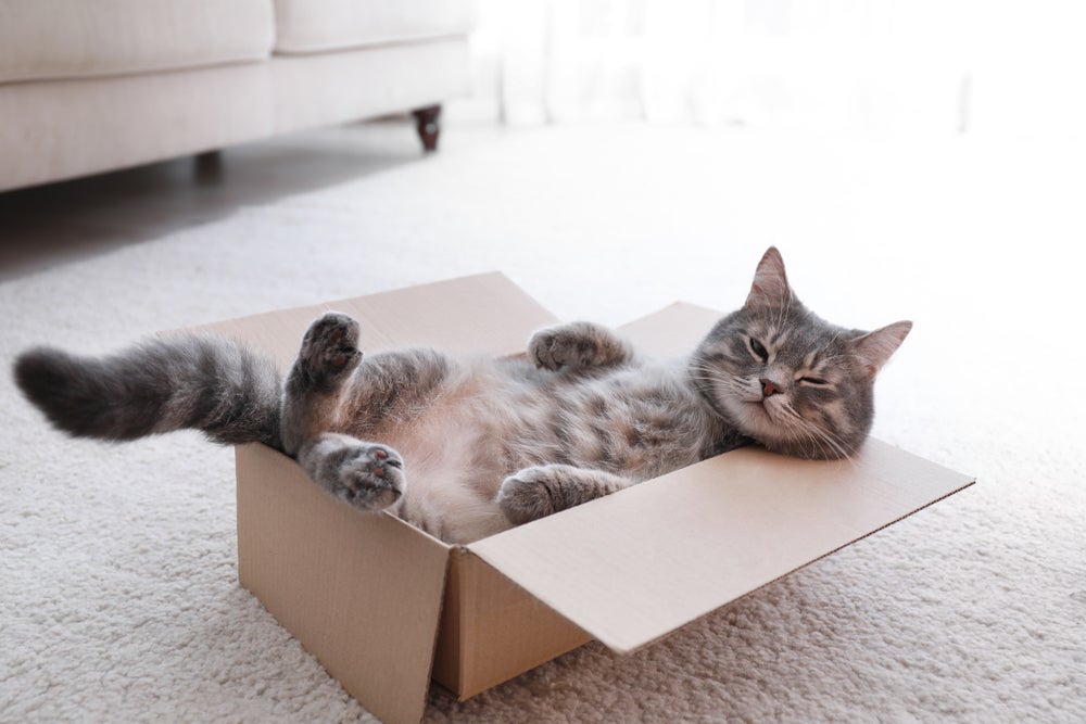 Gato cinza deitado dentro de caixa