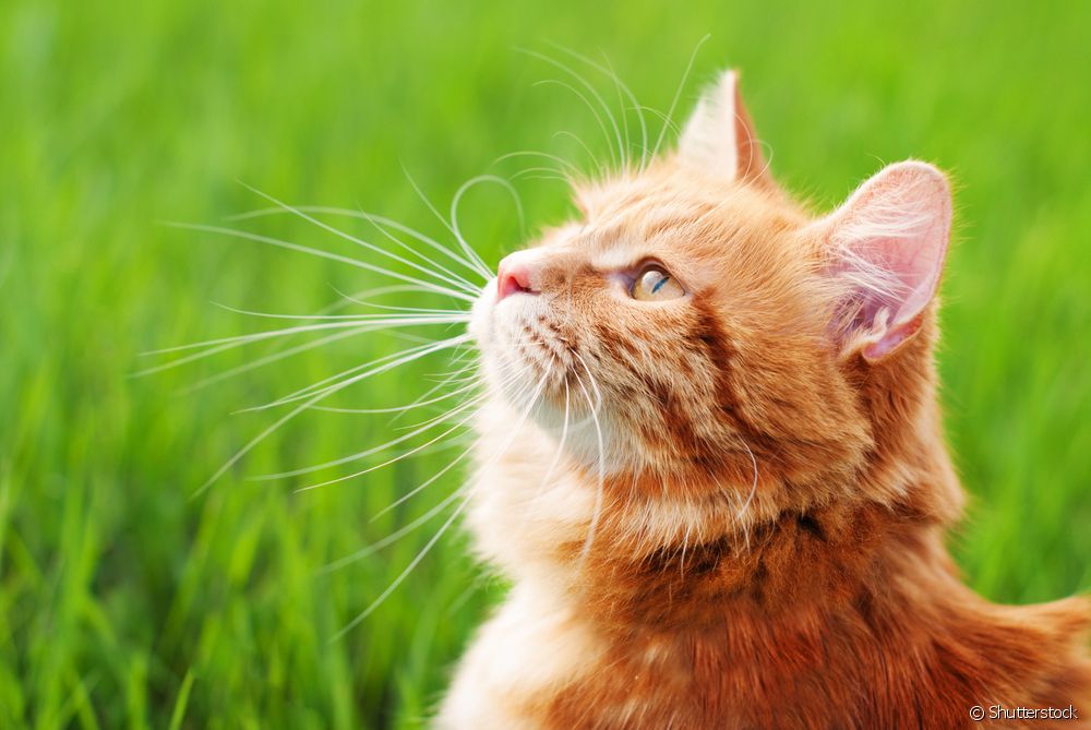 Gato laranja olhando para cima com gramado de fundo