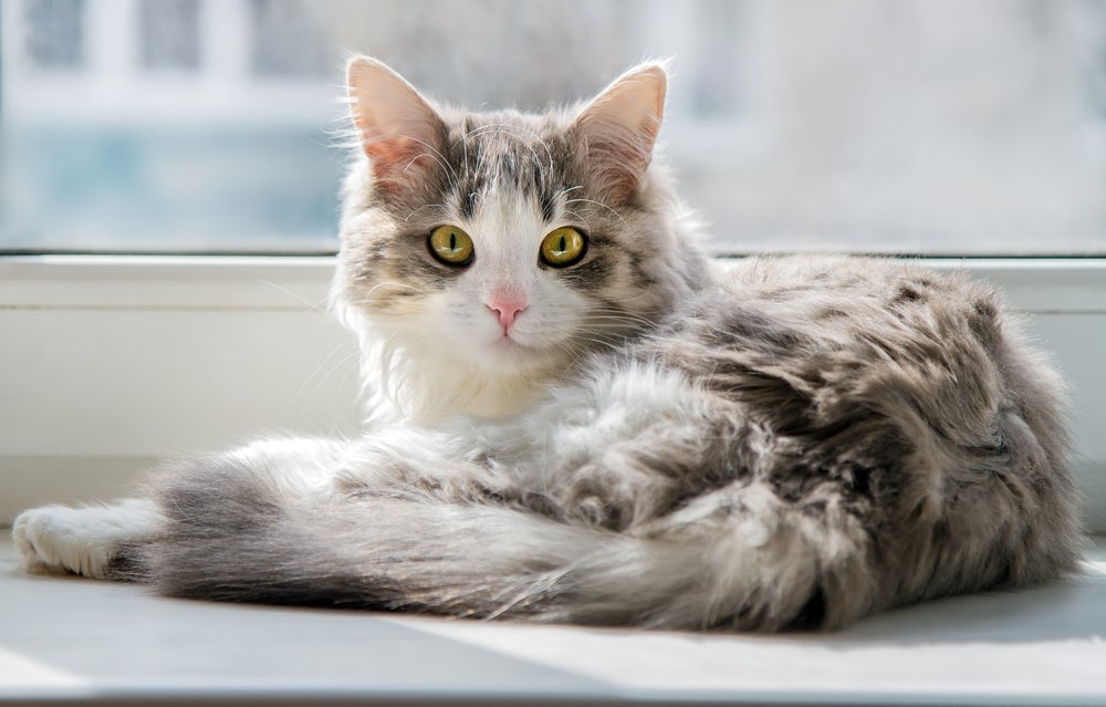 Gato cinza e branco deitado na janela