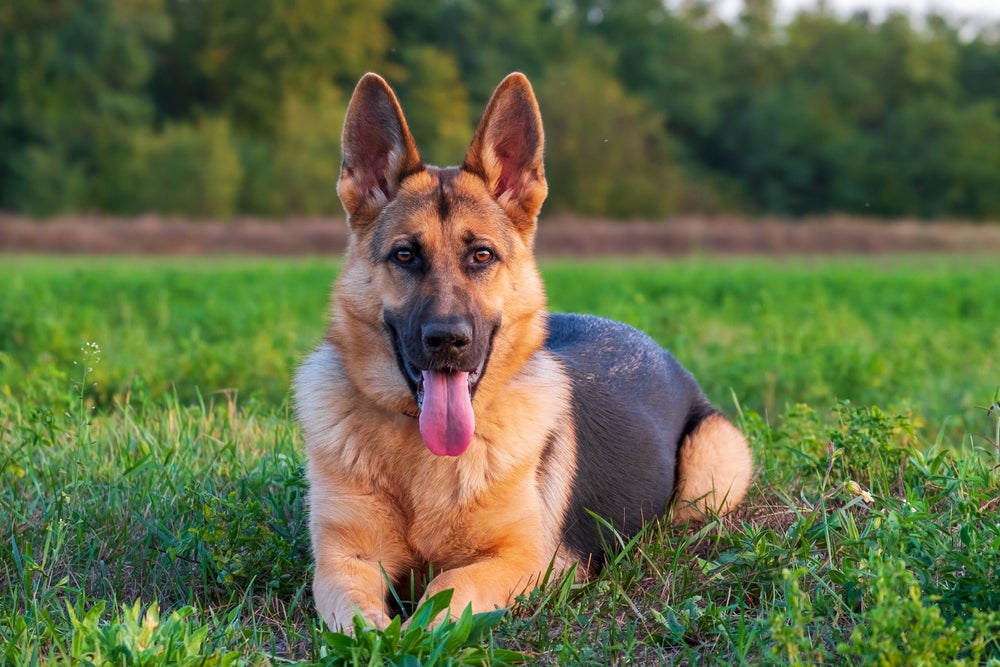 Raças de cachorro mais populares no mundo: Pastor Alemão tem inteligência notável