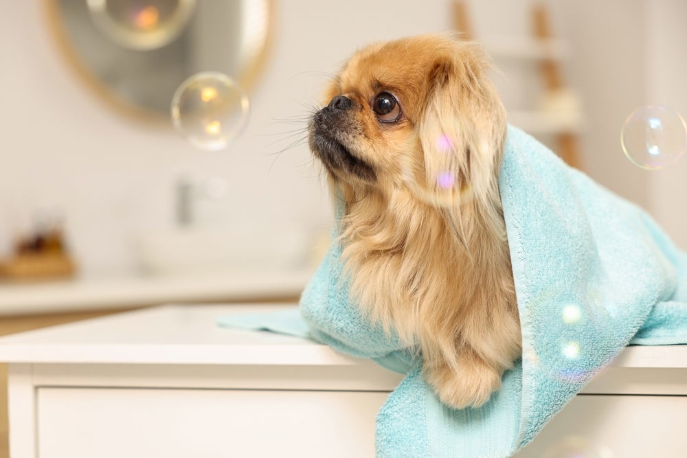 O cão Pequinês precisa de cuidados com a higiene