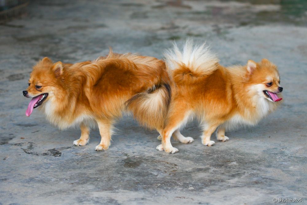 Dois cachorros grudados da raça Lulu da Pomerânia 