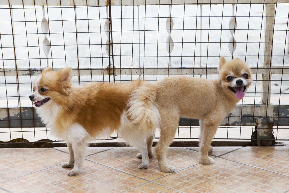 Dois cachorros grudados Chihuahua