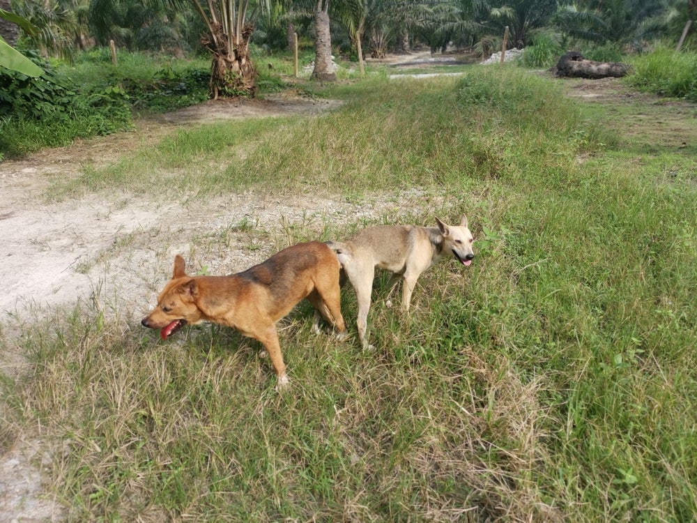 Dois cachorros grudados vira-latas