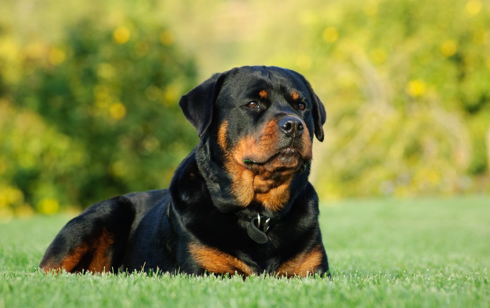 Rottweiler é considerado uma raça de cachorro mais popular no Brasil