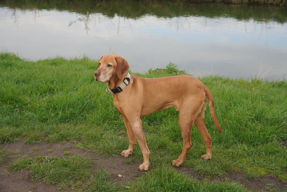 Redbone Coonhound é um cachorro ruivo atlético e musculoso