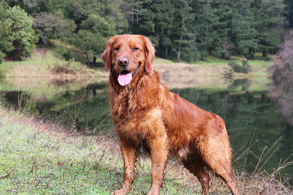 Golden Retriever é um dos cachorros ruivos mais populares