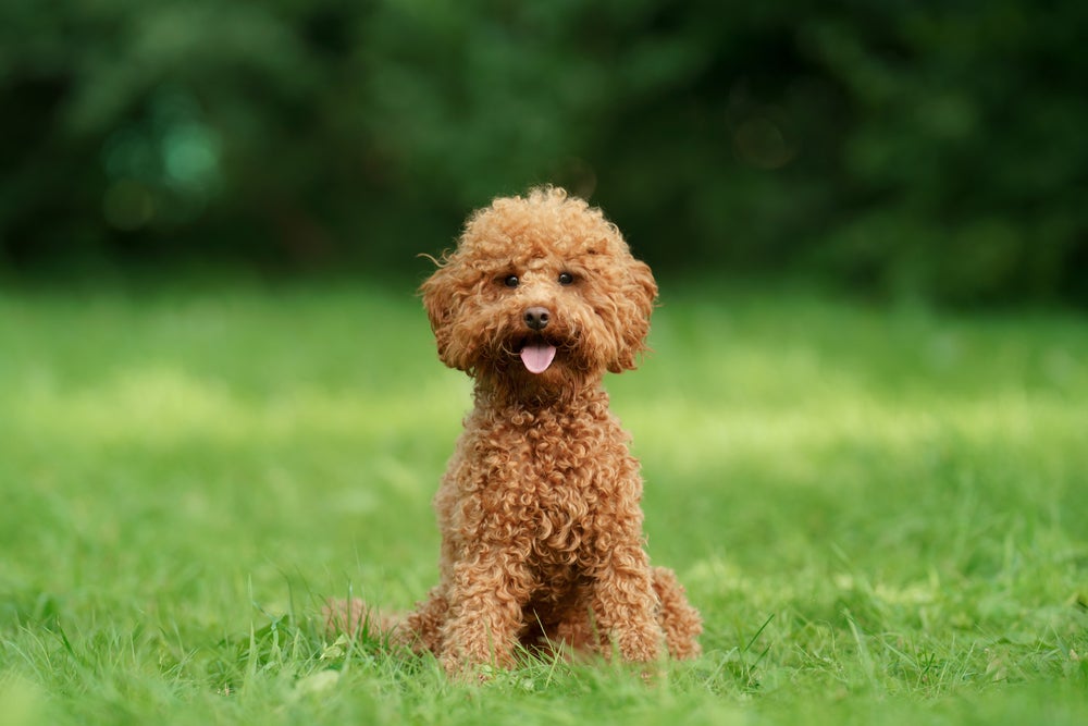 Poodle pode ter várias cores de pelagem, incluindo o ruivo