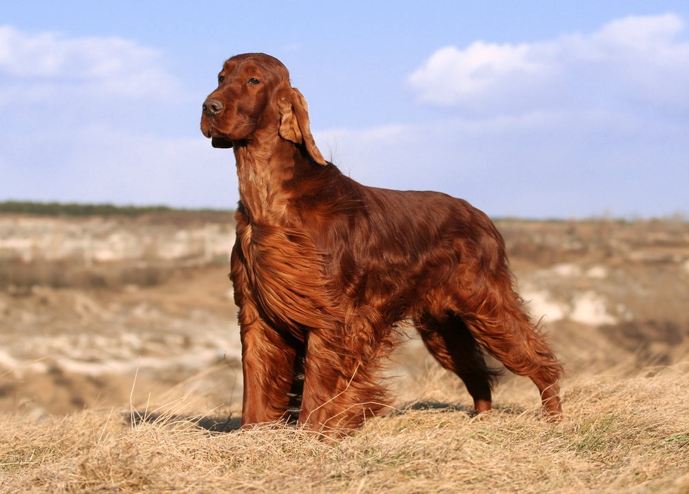 Setter Irlandês é um cachorro ruivo de porte imponente
