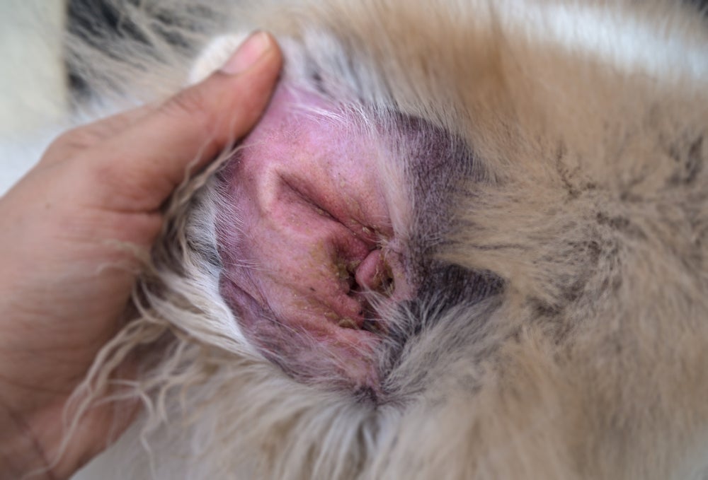 Fotos de sarna de ouvido podem se confundir com fotos de otite canina