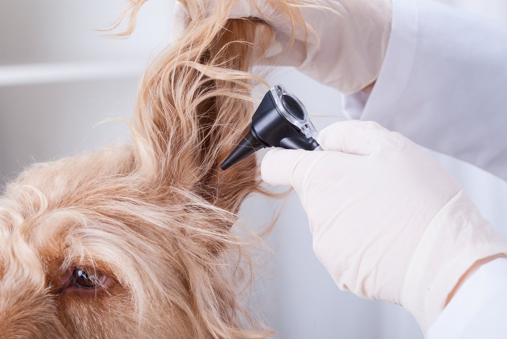 A sarna canina otodécica afeta a região auricular do animal