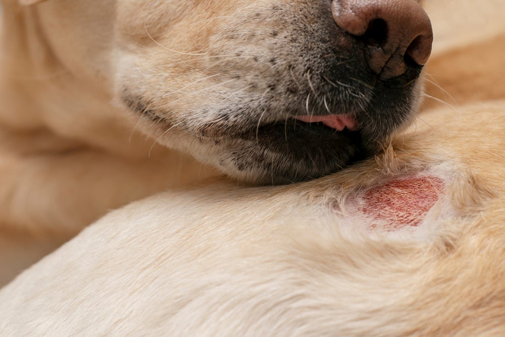 Sarna: cachorro pode ficar com a região avermelhada e inchada