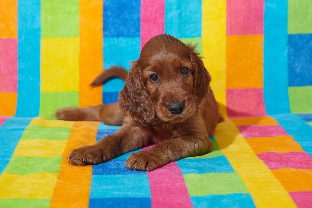 Filhote de Setter Irlandês com fundo quadriculado colorido