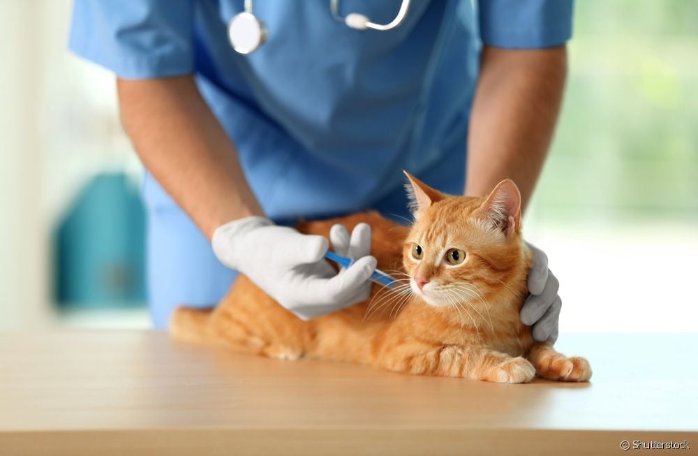 Gato laranja sendo vacinado