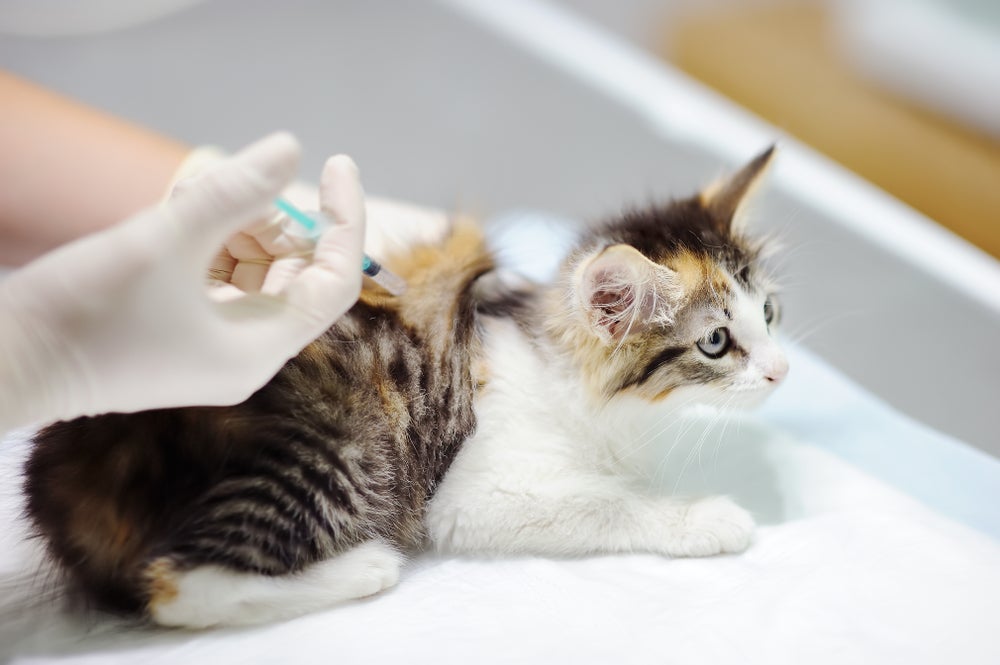 Vacina de gato em filhote