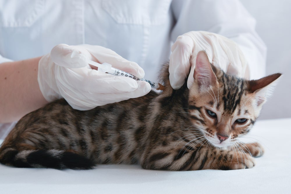 Gato recebendo a vacina