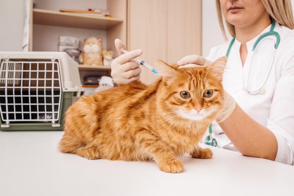 Vacina para gato laranja peludo