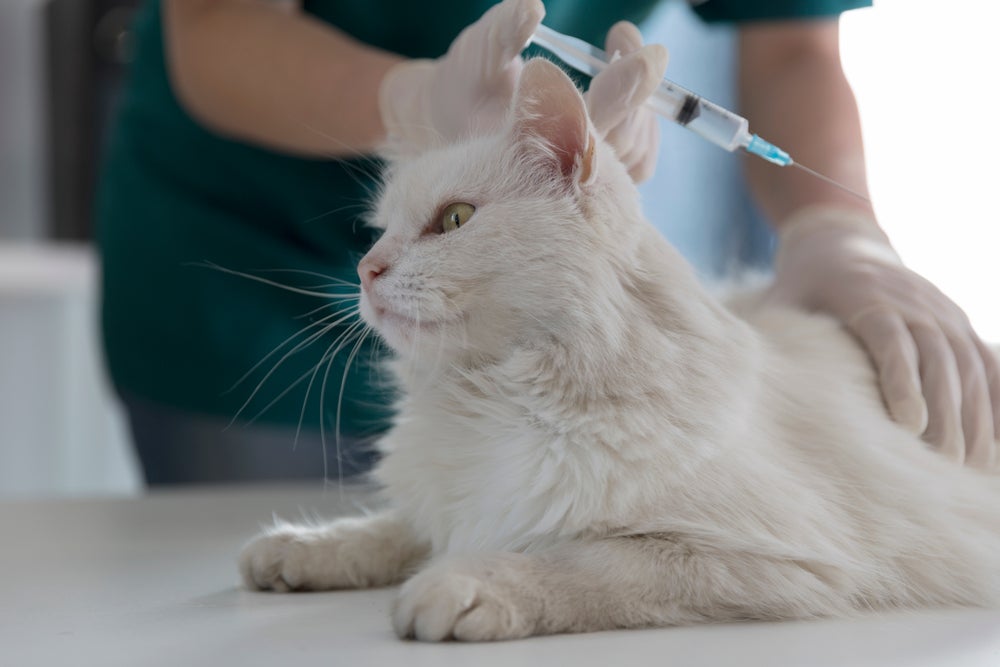 Vacina de gato sendo aplicada em gatinho branco