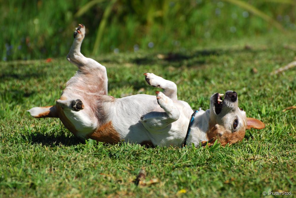 Cachorro rolando na grama