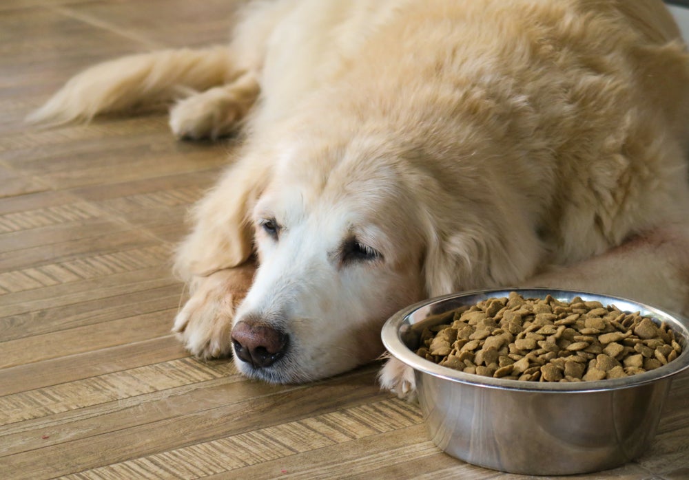A doença do carrapato pode deixar o cão sem vontade de comer