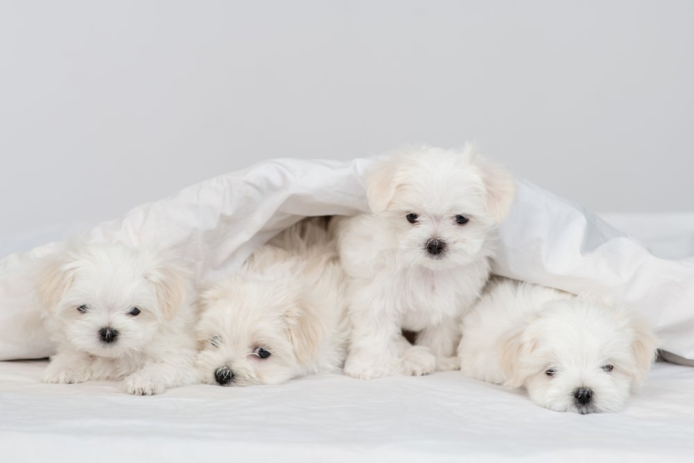 Quatro filhotes de Maltês debaixo do cobertor