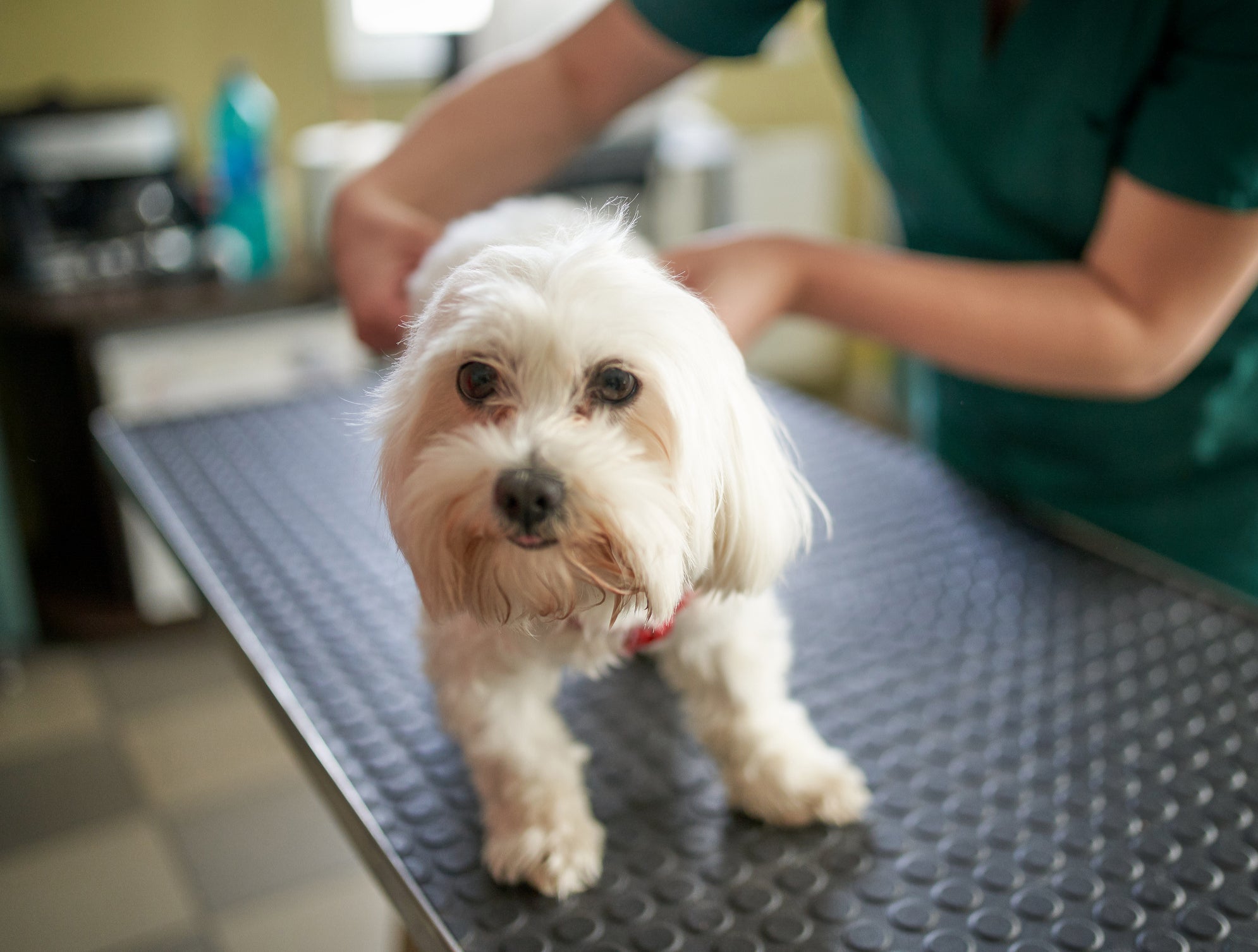 Cachorro branco sendo avaliado por veterinário