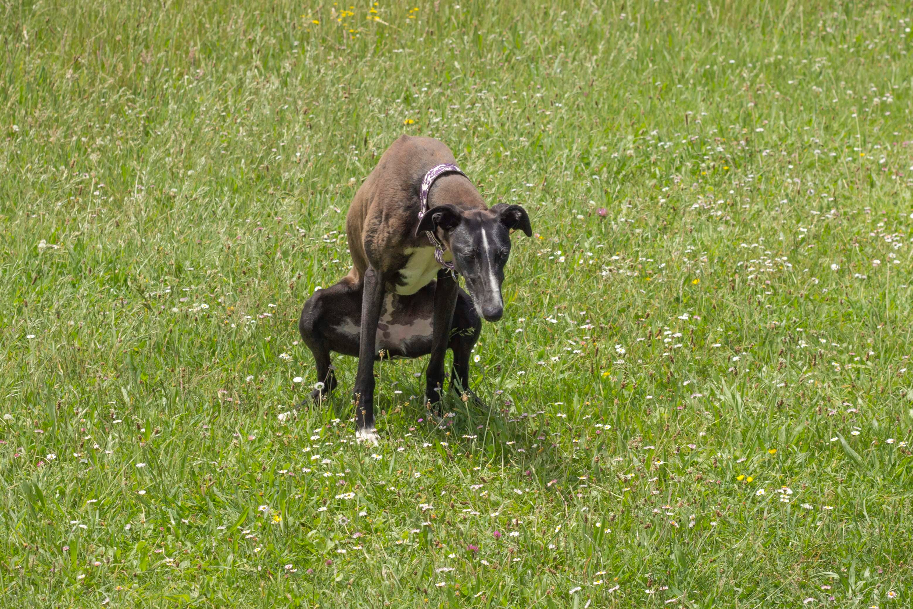Cachorro defecando na grama