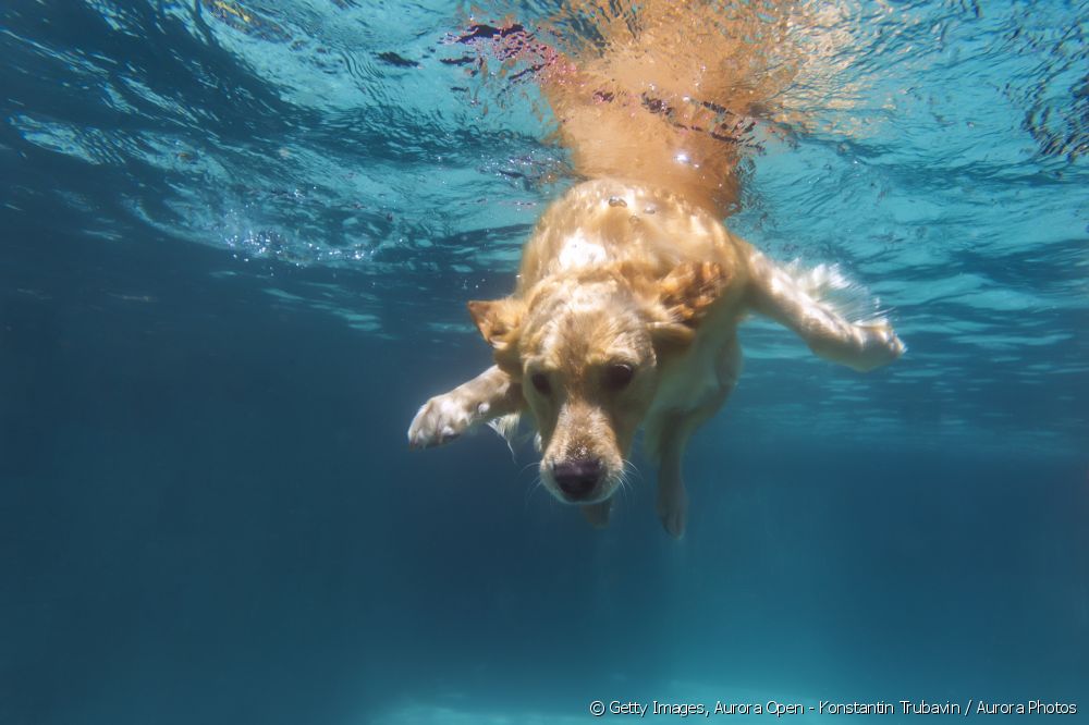 Golden Retrievers são cães nadadores por natureza