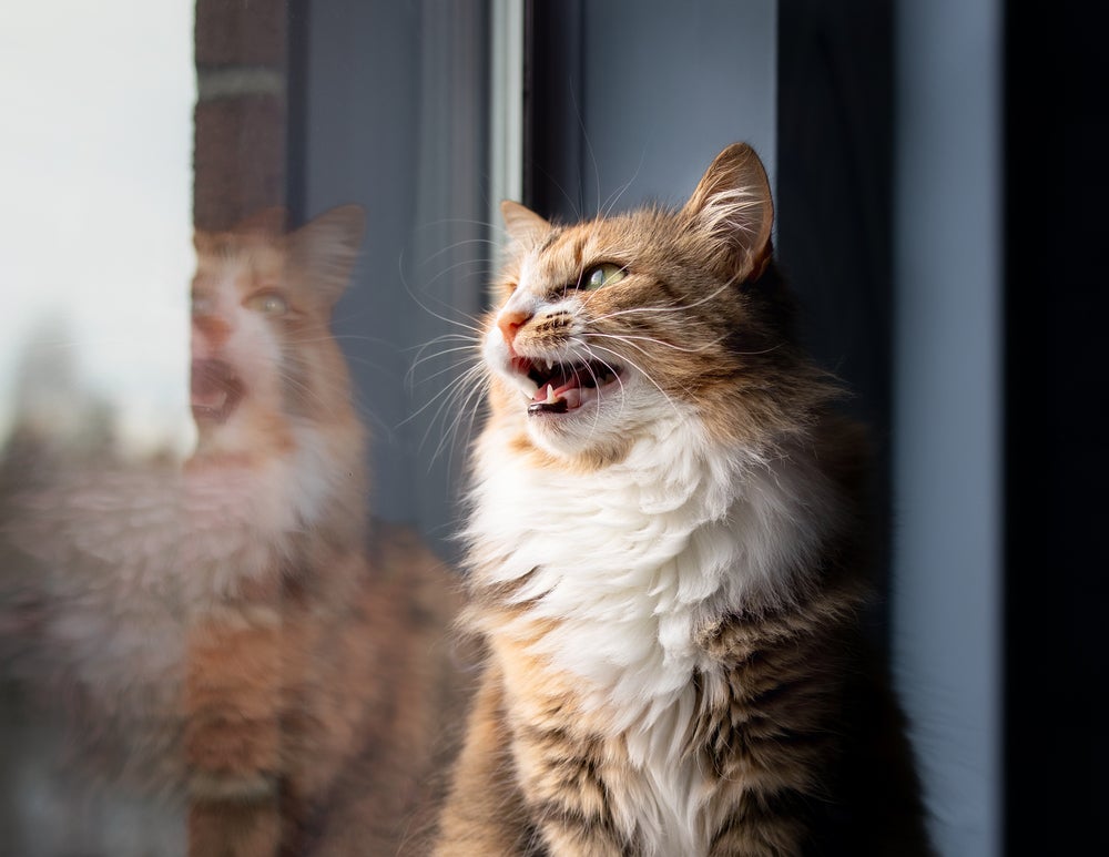 Gato peludo miando na janela de casa
