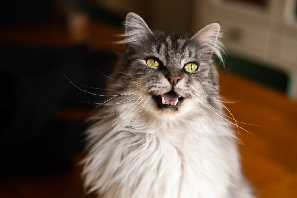 Gato peludo cinza e branco com a boca aberta miando