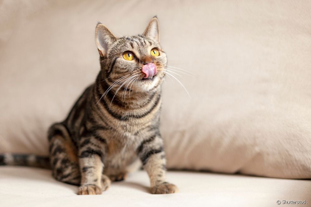 Gato malhado com a língua de fora