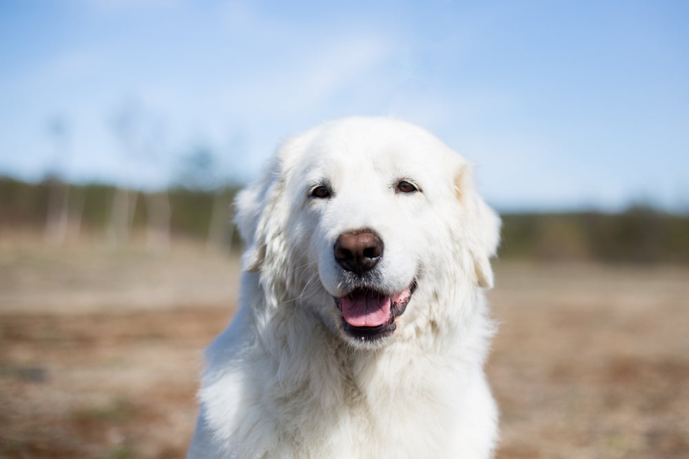 O cachorro Maremano tem uma pelagem densa e branca