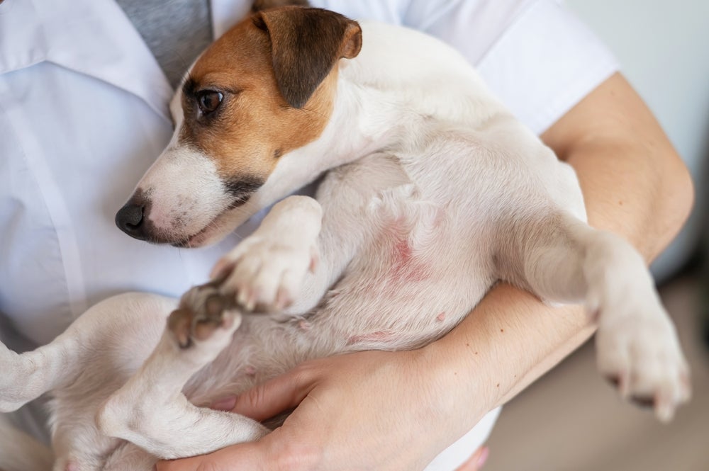 Cachorro com piodermite sendo segurado por veterinário 