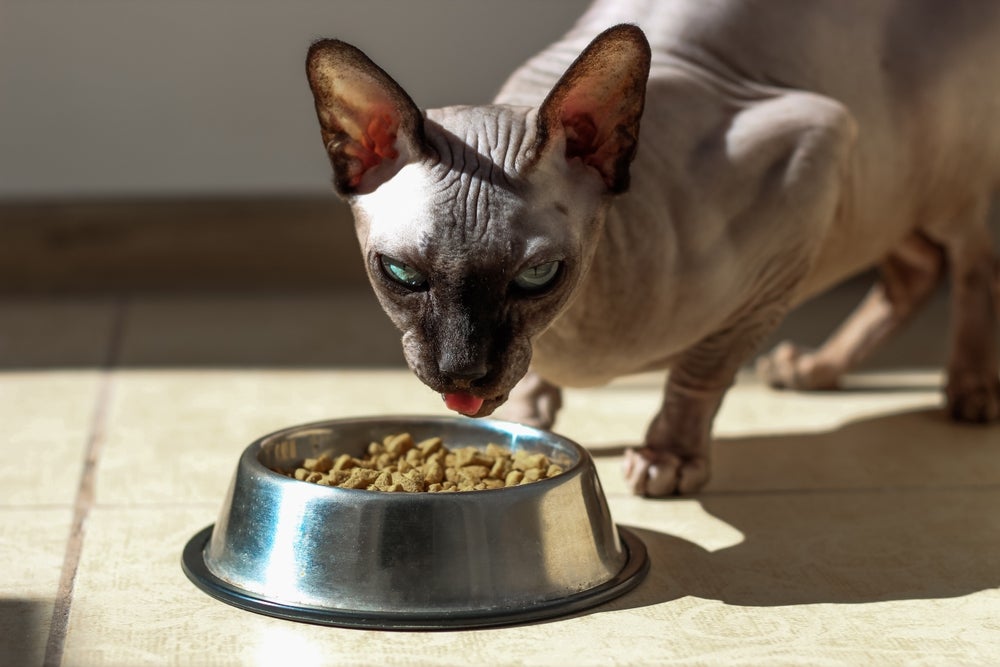 A alimentação do gato pelado deve ser balanceada e nutritiva