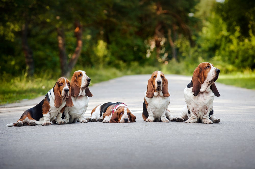 Vários cachorros Basset Hound na estrada