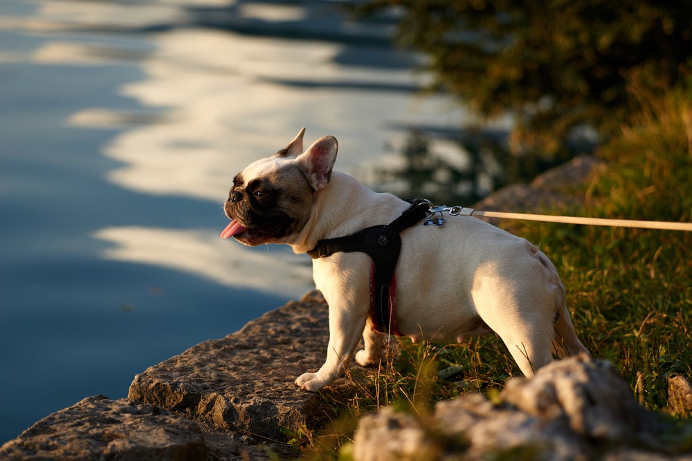 Bulldog Francês com coleira passeando ao ar livre