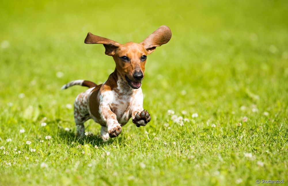 Cachorro salsicha correndo ar livre saltitante