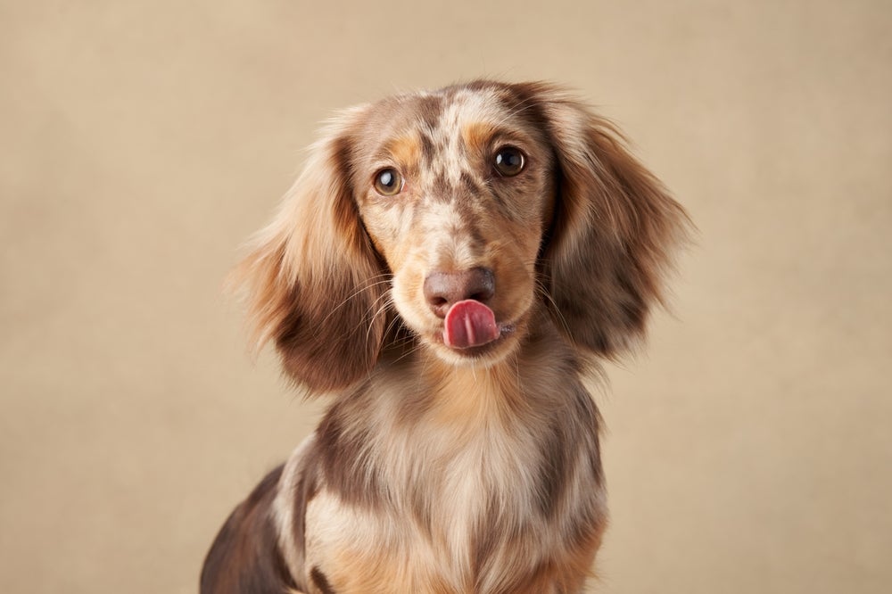 Cachorro salsicha arlequim com língua de fora