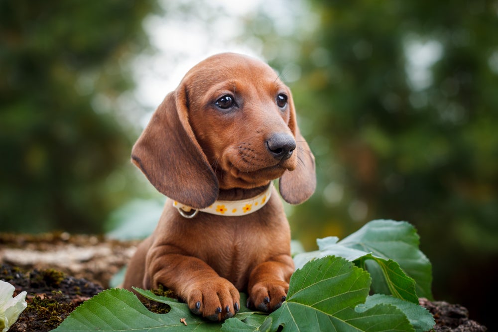 Cachorro salsicha filhote caramelo 