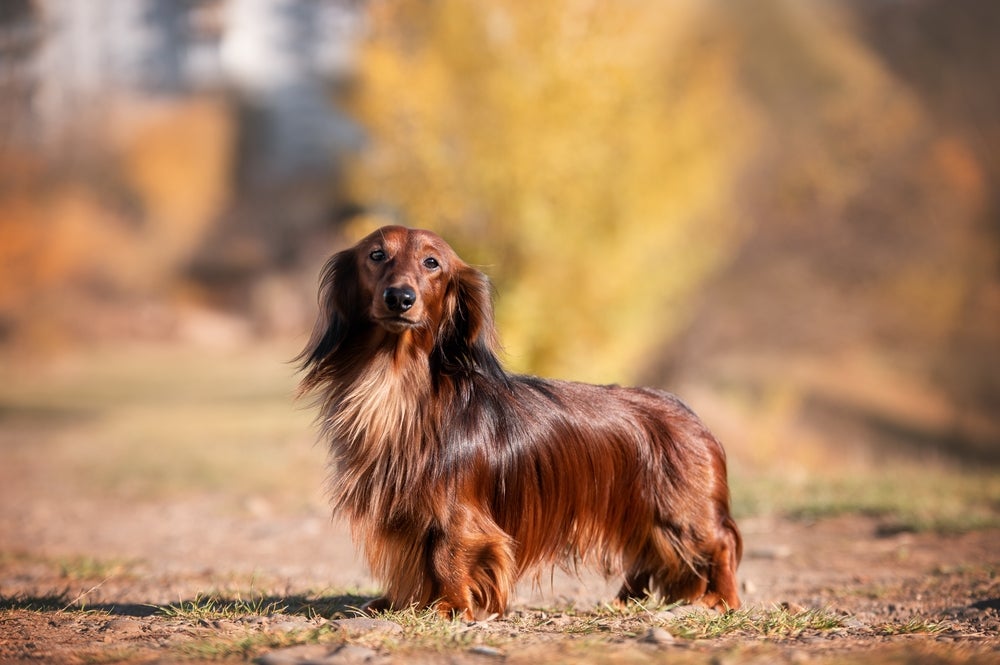 Cachorro salsicha de pelo longo em pé ao ar livre