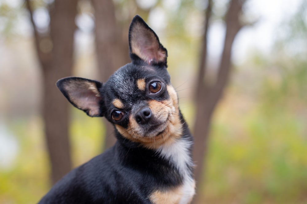 Chihuahua pelo curto preto e marrom com a cabeça virada de lado
