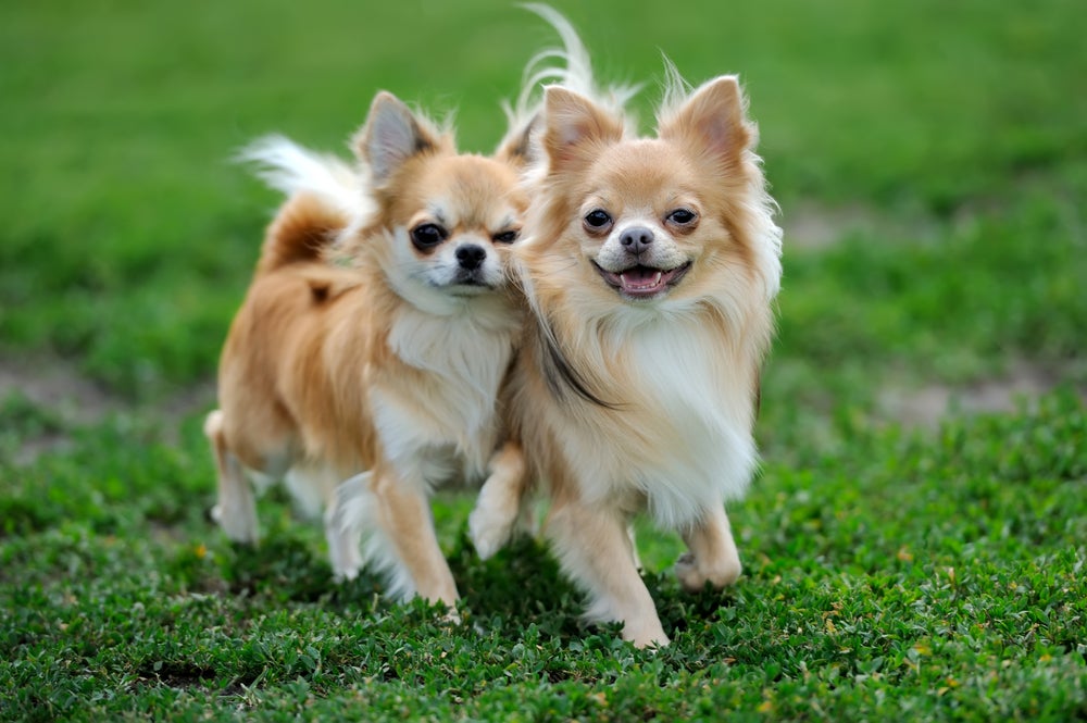 Dois Chihuahua pelo longo bege e branco passeando juntos