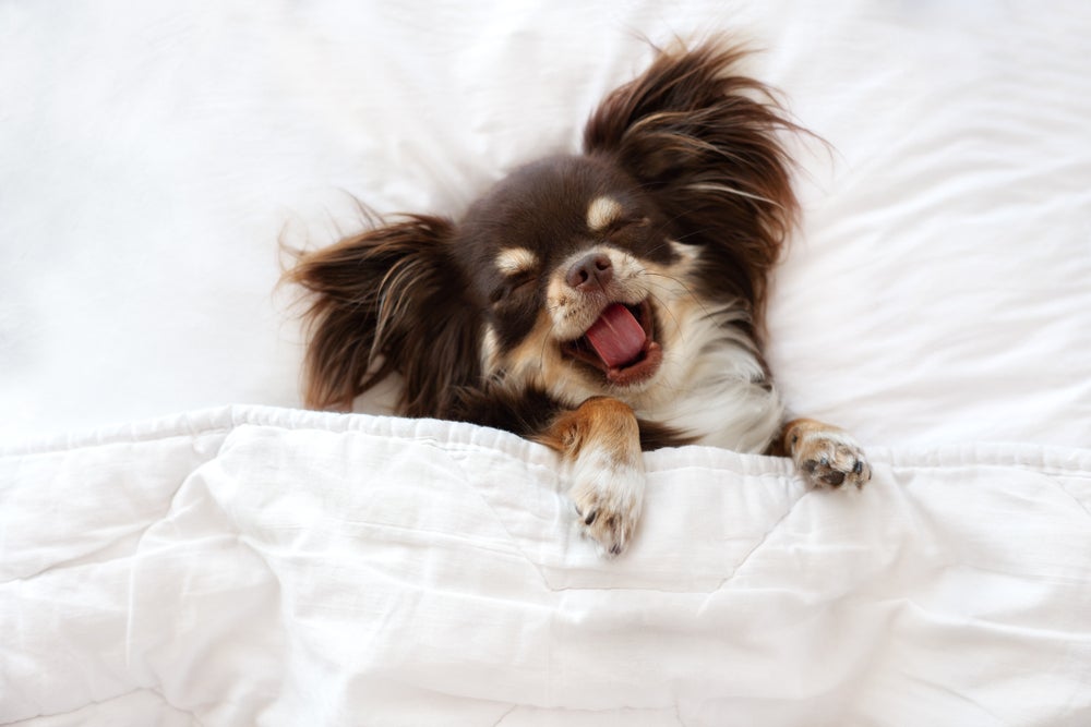 Chihuahua pelo longo marrom bocejando deitado na cama