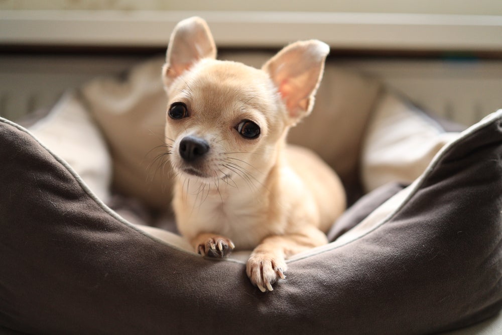 Chihuahua pelo curto creme deitado na caminha