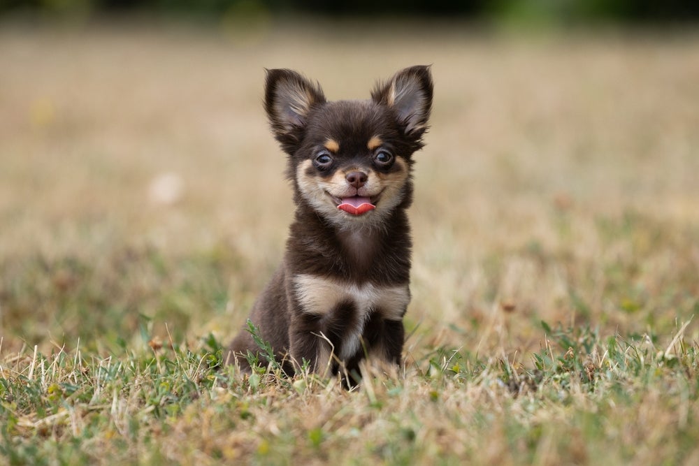 Chihuahua pelo longo preto com a língua de fora