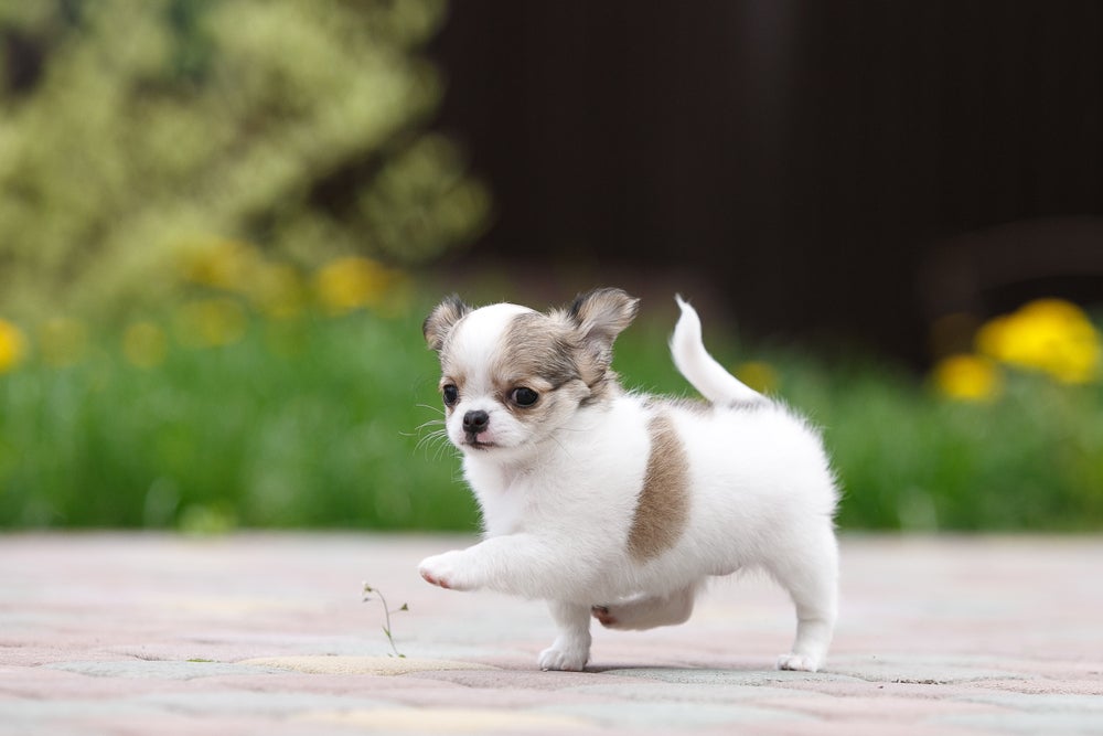 Filhote de Chihuahua branco e cinza caminhando