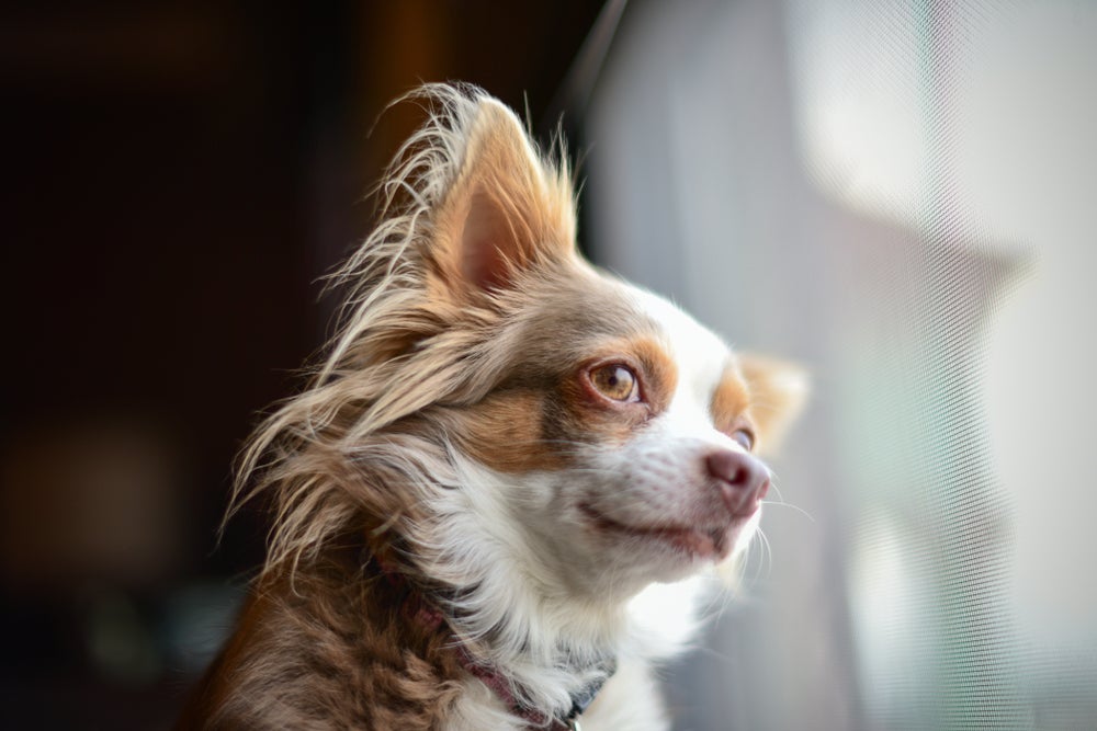 Chihuahua pelo longo caramelo e branco olhando pela janela