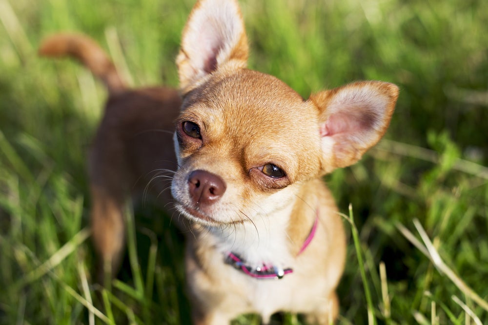 Chihuahua caramelo com cara de desconfiado