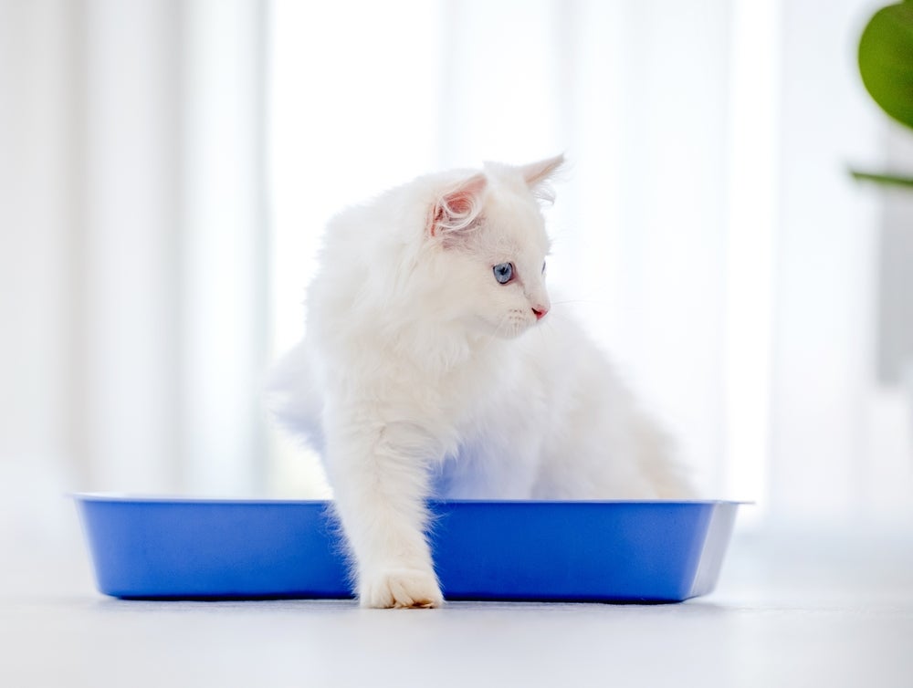 Gato branco saindo de caixinha de areia azul