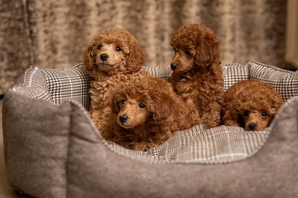 Quatro filhotes de Poodle marrons